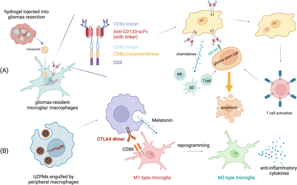 Taming microglia: the promise of engineered microglia in treating neurological diseases | Journal of Neuroinflammation | Full Text
