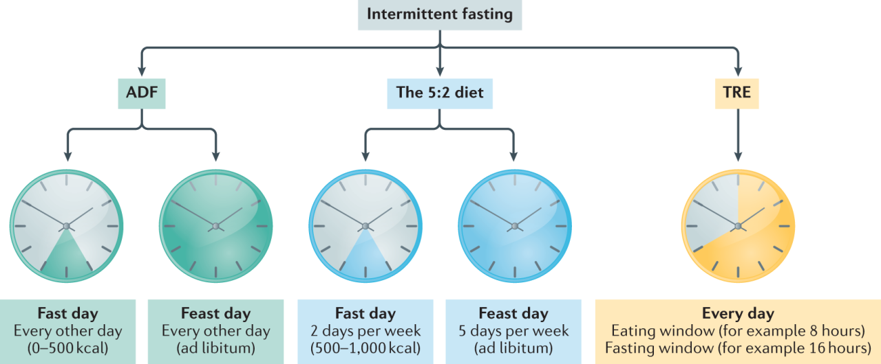 Clinical application of intermittent fasting for weight loss: progress and future directions | Nature Reviews Endocrinology