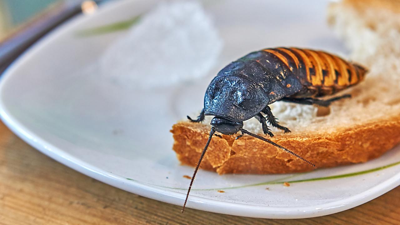 What Attracts Roaches and Where Do Roaches Hide? | HowStuffWorks