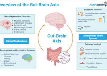Understanding the Gut-Brain Axis - Assay Genie