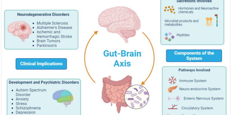 Understanding the Gut-Brain Axis - Assay Genie