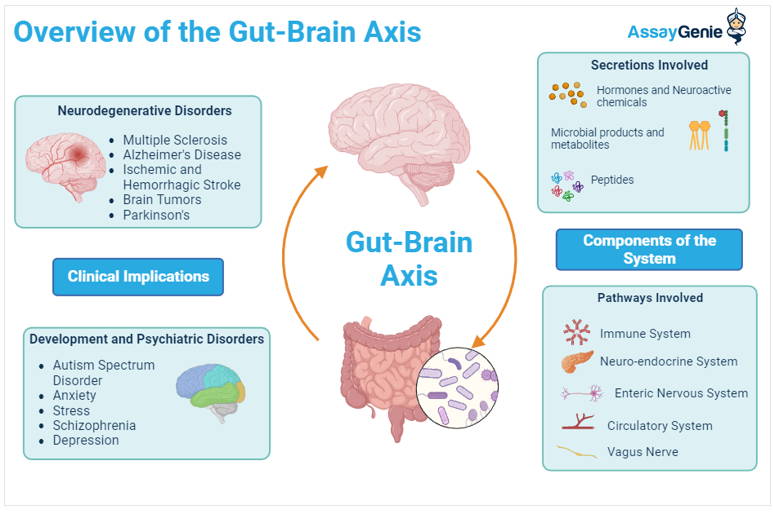 Understanding the Gut-Brain Axis - Assay Genie